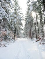 Un scientifique russe découvre le paradis au Pôle Nord